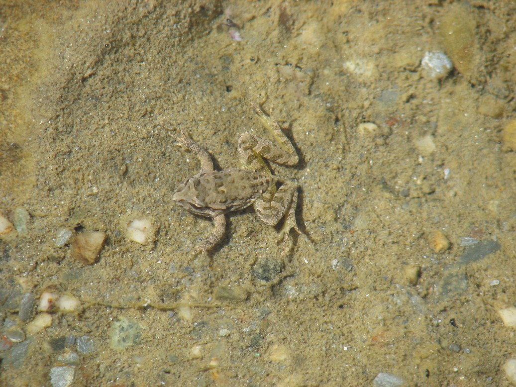 Il torrente dei Discoglossi